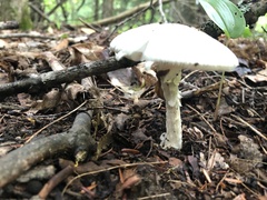 Phalloideae