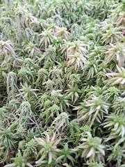 Sphagnum squarrosum