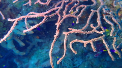 Iciligorgia schrammi