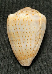 Conus abbreviatus