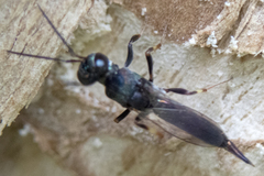 Balcha indica