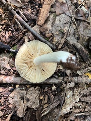 Entoloma