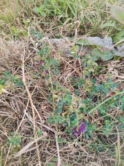 Medicago sativa