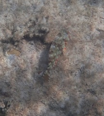 Sparisoma chrysopterum