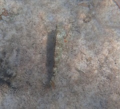 Sparisoma chrysopterum