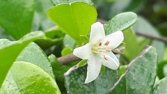 Ehretia microphylla