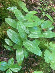 Streptopus lanceolatus