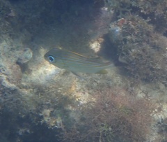 Haemulon carbonarium