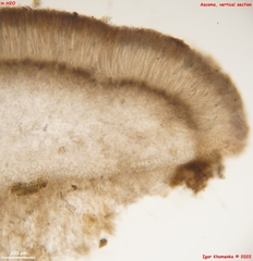 Adelphella