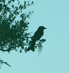 Dicrurus adsimilis apivorus