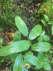 Streptopus lanceolatus