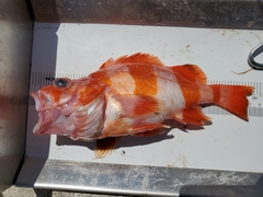 Sebastes rubrivinctus