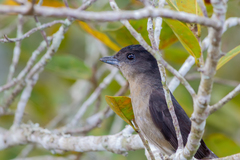 Pachyramphus validus