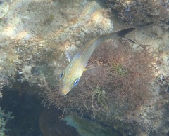 Haemulon carbonarium