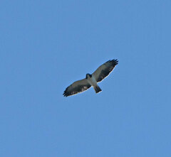Buteo brachyurus