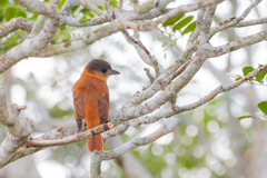 Pachyramphus validus