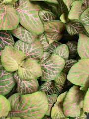 Fittonia albivenis