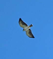 Buteo brachyurus