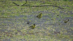 Spinus barbatus