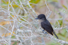 Pachyramphus validus