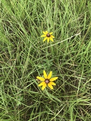 Rudbeckia hirta