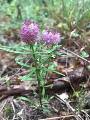Polygala cruciata