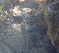 Haemulon carbonarium