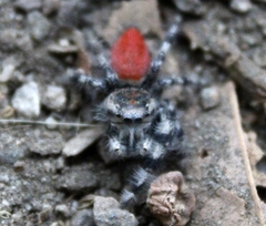 Phidippus adumbratus