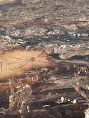 Sclerosomatidae