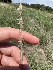Bothriochloa laguroides