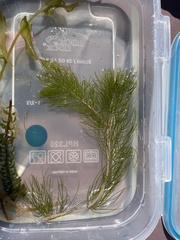 Myriophyllum sibiricum