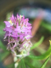 Polygala cruciata