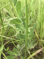 Rudbeckia hirta