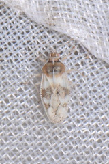 Monosteira unicostata