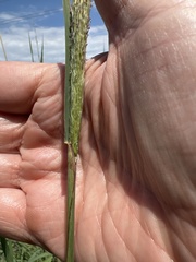 Bothriochloa laguroides