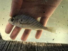 Leiostomus xanthurus