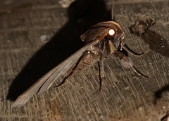 Rejectaria cocytalis
