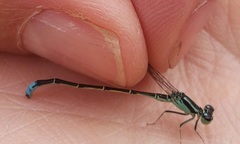 Ischnura perparva