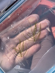 Myriophyllum sibiricum