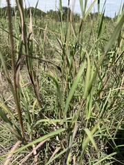 Bothriochloa laguroides