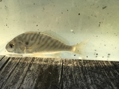 Leiostomus xanthurus