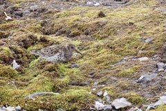 Calidris maritima