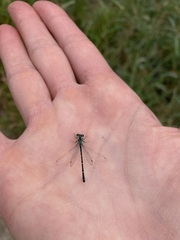 Ischnura perparva