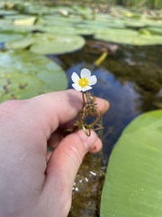 Ranunculus longirostris