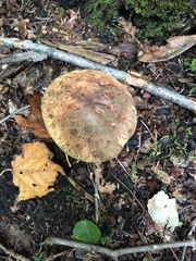 Boletus subvelutipes