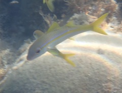 Mulloidichthys martinicus