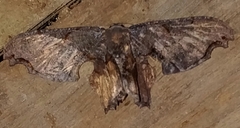 Calledapteryx dryopterata