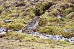 Calidris maritima
