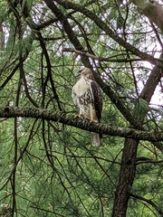 Buteo jamaicensis