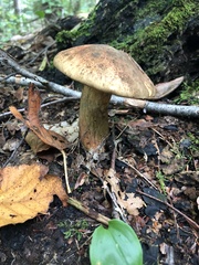 Boletus subvelutipes